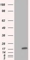 WB analysis of HEK293T cells transfected with TTC32 plasmid (Right) or empty vector (Left) for 48 hrs using GTX83482 TTC32 antibody [5C12]. Loading : 5 ug per lane
