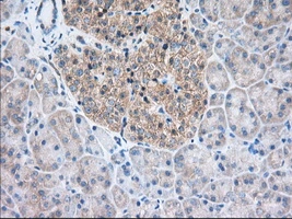 IHC-P analysis of human pancreas tissue using GTX83486 TTC32 antibody [1F7]. Antigen retrieval : Heat-induced epitope retrieval by 10mM citrate buffer, pH6.0, 100oC for 10min. Dilution : 1:50