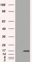 WB analysis of HEK293T cells transfected with TTC32 plasmid (Right) or empty vector (Left) for 48 hrs using GTX83486 TTC32 antibody [1F7]. Loading : 5 ug per lane