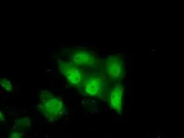 ICC/IF analysis of COS7 cells transiently transfected with TTC32 plasmid using GTX83486 TTC32 antibody [1F7].