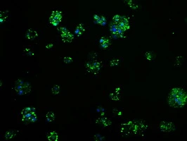 ICC/IF analysis of HepG2 cells using GTX83498 TPMT antibody [2A2].