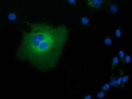 ICC/IF analysis of COS7 cells transiently transfected with TCP11L2 plasmid using GTX83518 TCP11L2 antibody [2A10].