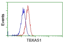 FACS analysis of HeLa cells using GTX83523 TXA synthase antibody [2C1]. Red : Primary antibody Blue : Negative control antibody