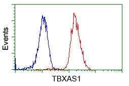 FACS analysis of Jurkat cells using GTX83523 TXA synthase antibody [2C1]. Red : Primary antibody Blue : Negative control antibody