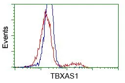 FACS analysis of HEK293T cells transfected with either TXA synthase plasmid(Red) or empty vector control plasmid(Blue) using GTX83523 TXA synthase antibody [2C1].