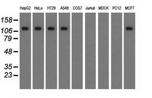 WB analysis of various cell lines using GTX83533 TACC3 antibody [7B11]. Loading : 35 ug per lane