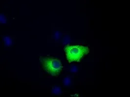 ICC/IF analysis of COS7 cells transiently transfected with TACC3 plasmid using GTX83533 TACC3 antibody [7B11].