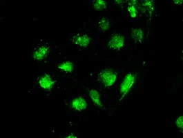 ICC/IF analysis of COS7 cells using GTX83541 STK39 antibody [3C12].