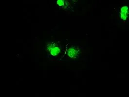 ICC/IF analysis of COS7 cells transiently transfected with STK39 plasmid using GTX83541 STK39 antibody [3C12].