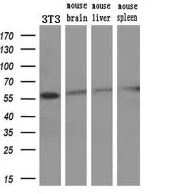 WB analysis of various samples using GTX83546 STK3 antibody [4G10]. Loading : 10 ug per lane Dilution : 1:200