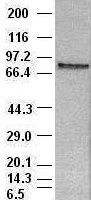 WB analysis of HeLa cell lysate using GTX83548 STAT4 antibody [2A2]. Dilution : 1:100