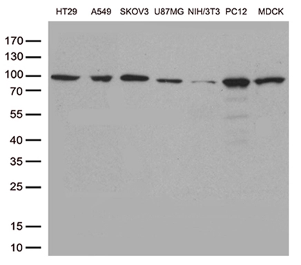 WB analysis of various cell lines using GTX83549 STAT3 antibody [21E7]. Loading : 35 ug per lane Dilution : 1:500