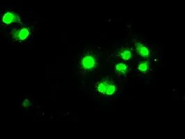 ICC/IF analysis of COS7 cells transiently transfected with STAT1 plasmid using GTX83550 STAT1 antibody [15H3].