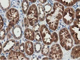 IHC-P analysis of human kidney tissue using GTX83556 SSSCA1 antibody [2F5].