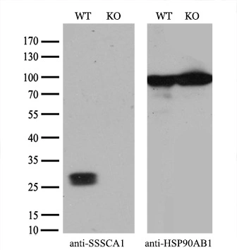 WB analysis of wild type and SSSCA1 knock out 293T cell lysate(10microg per lane) using GTX83556 SSSCA1 antibody [2F5]. Dilution : 1:2000