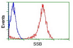 ICC/IF analysis of A549 cells using GTX83557 SSB antibody [9D6].