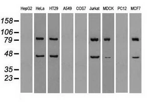 WB analysis of various cell lines using GTX83560 SSB antibody [3H9]. Loading : 35 ug per lane