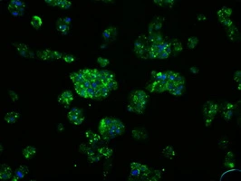 ICC/IF analysis of HepG2 cells using GTX83568 Serine racemase antibody [7E8].