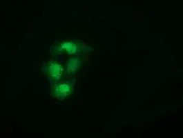 ICC/IF analysis of COS7 cells transiently transfected with SPR plasmid using GTX83575 SPR antibody [3D6].