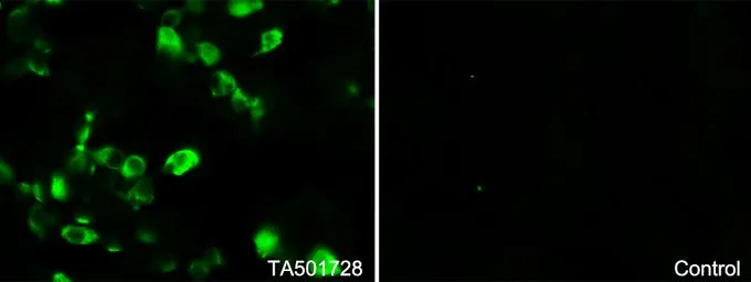 ICC/IF analysis of COS7 cells transiently transfected with SMAD2 plasmid using GTX83612 SMAD2 antibody [2C10].