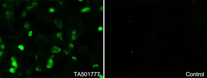 ICC/IF analysis of COS7 cells transiently transfected with SMAD2 plasmid using GTX83613 SMAD2 antibody [4G7].