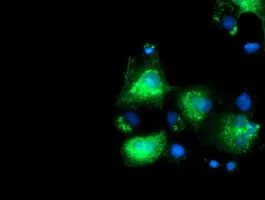 ICC/IF analysis of COS7 cells transiently transfected with SLFNL1 plasmid using GTX83615 SLFNL1 antibody [4E5].