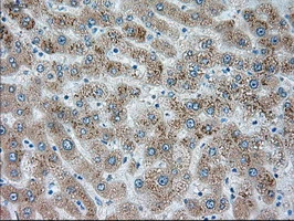 IHC-P analysis of human liver tissue using GTX83647 SIGLEC9 antibody [8F7]. Antigen retrieval : Heat-induced epitope retrieval by 10mM citrate buffer, pH6.0, 100oC for 10min.