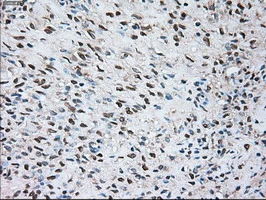 IHC-P analysis of human ovary tissue using GTX83647 SIGLEC9 antibody [8F7]. Antigen retrieval : Heat-induced epitope retrieval by 10mM citrate buffer, pH6.0, 100oC for 10min.