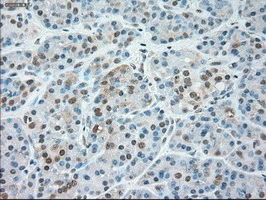 IHC-P analysis of human pancreas tissue using GTX83647 SIGLEC9 antibody [8F7]. Antigen retrieval : Heat-induced epitope retrieval by 10mM citrate buffer, pH6.0, 100oC for 10min.