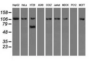 WB analysis of various cell lines using GTX83647 SIGLEC9 antibody [8F7]. Loading : 35 ug per lane