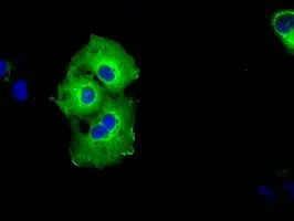 ICC/IF analysis of COS7 cells transiently transfected with SHC1 plasmid using GTX83655 SHC1 antibody [1D3].