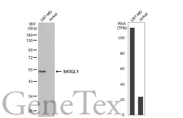 Various whole cell extracts (30 microg) were separated by 10% SDS-PAGE, and the membrane was blotted with SH3GL1 antibody [2F5] (GTX83657) diluted at 1:1000. The HRP-conjugated anti-mouse IgG antibody (GTX213111-01) was used to detect the primary antibody, and the signal was developed with Trident ECL plus-Enhanced. Corresponding RNA expression data for the same cell lines are based on Human Protein Atlas program.