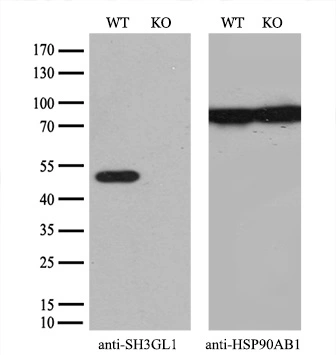 WB analysis of wild type and SH3GL1 knock out 293T cell lysate(10microg per lane) using GTX83658 SH3GL1 antibody [3F8]. Dilution : 1:500