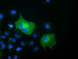 ICC/IF analysis of COS7 cells transiently transfected with SH3GL1 plasmid using GTX83658 SH3GL1 antibody [3F8].