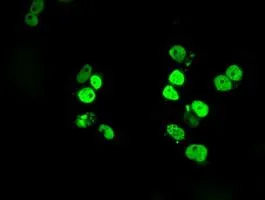 ICC/IF analysis of COS7 cells transiently transfected with SATB1 plasmid using GTX83679 SATB1 antibody [11E8].