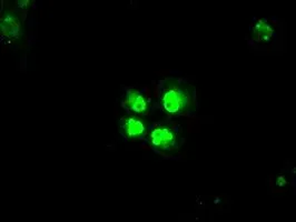 ICC/IF analysis of COS7 cells transiently transfected with SATB1 plasmid using GTX83684 SATB1 antibody [10G2].