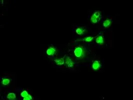 ICC/IF analysis of COS7 cells transiently transfected with SATB1 plasmid using GTX83685 SATB1 antibody [6C6].