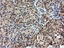 IHC-P analysis of human pancreas tissue using GTX83696 Ribonuclease Inhibitor antibody [3F11].