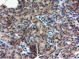 IHC-P analysis of human pancreas tissue using GTX83722 RASD2 antibody [1G1].