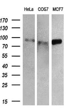 WB analysis of various cell lines using GTX83726 RALBP1 antibody [6C6]. Loading : 10 ug per lane Dilution : 1:200