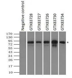 IP analysis of DDDDK tagged RALBP1 overexpressed HEK293T lysate using GTX83727 RALBP1 antibody [1H9].After extensive wash to remove any non-specific binding, the immuno-precipitated products were analyzed with rabbit anti-DDDDK polyclonal antibody. IP reaction : 2microg antibody / 500microl cell lysate