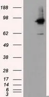 WB analysis of HEK293T cells transfected with RALBP1 plasmid (Right) or empty vector (Left) for 48 hrs using GTX83727 RALBP1 antibody [1H9]. Loading : 5 ug per lane