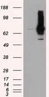 WB analysis of HEK293T cells transfected with RALBP1 plasmid (Right) or empty vector (Left) for 48 hrs using GTX83728 RALBP1 antibody [11B2]. Loading : 5 ug per lane