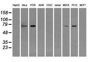 WB analysis of various cell lines using GTX83728 RALBP1 antibody [11B2]. Loading : 35 ug per lane