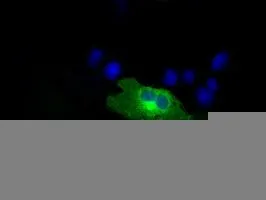 ICC/IF analysis of COS7 cells transiently transfected with RALBP1 plasmid using GTX83728 RALBP1 antibody [11B2].