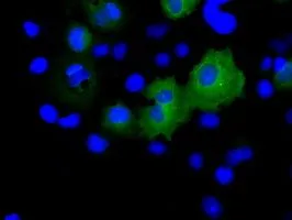 ICC/IF analysis of COS7 cells transiently transfected with RALBP1 plasmid using GTX83734 RALBP1 antibody [2A6].