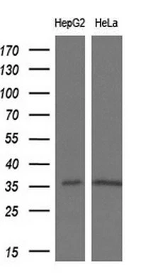 WB analysis of HepG2 and HeLa cell lysate using GTX83752 PYCR2 antibody [4A10]. Loading : 10 ug per lane Dilution : 1:200