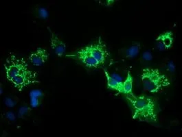 ICC/IF analysis of COS7 cells transiently transfected with PYCR2 plasmid using GTX83752 PYCR2 antibody [4A10].