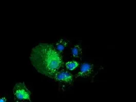 ICC/IF analysis of COS7 cells transiently transfected with PYCR2 plasmid using GTX83754 PYCR2 antibody [2F11].