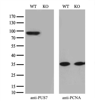 WB analysis of wild type and PUS7 knock out HeLa cell lysate(10microg per lane) using GTX83756 PUS7 antibody [4H5]. Dilution : 1:1000